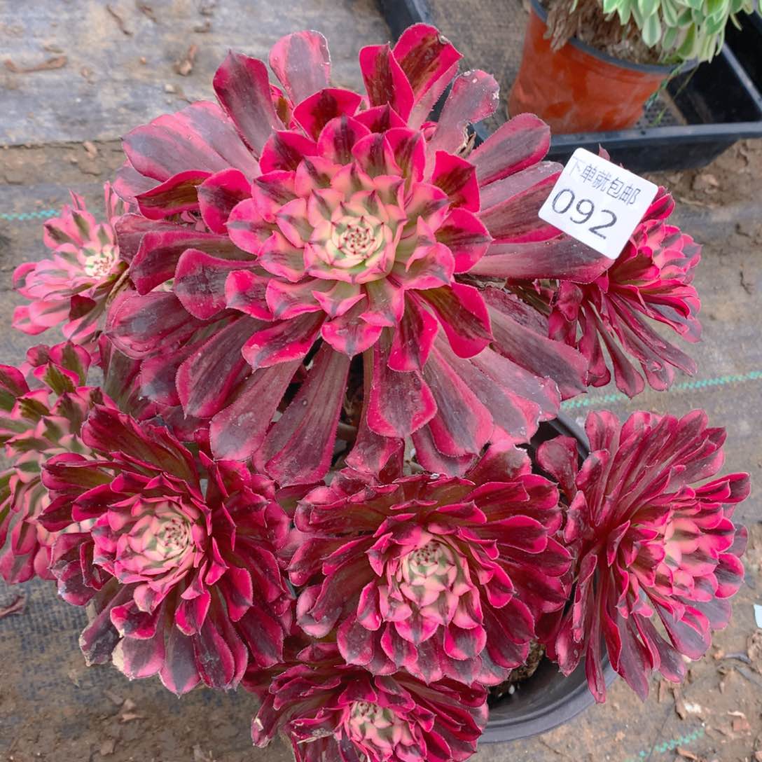 092法师组合老桩多肉