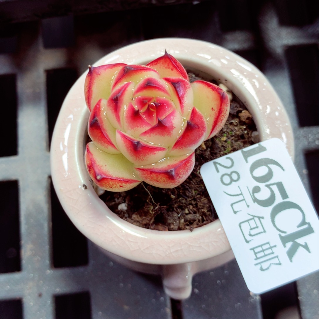 5厘米盆精控多肉165