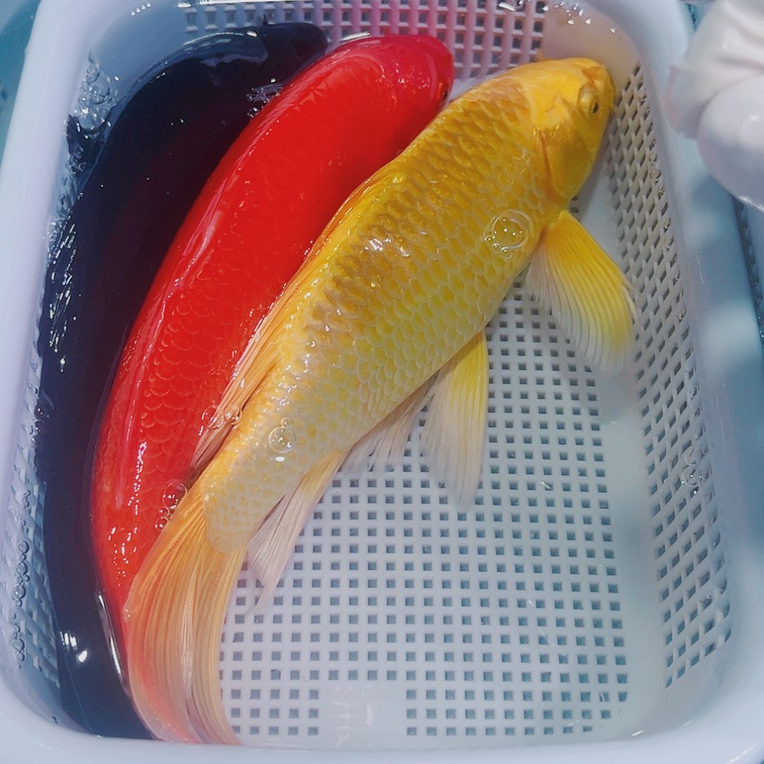 锦鲤锦鲤冷水鱼观赏
