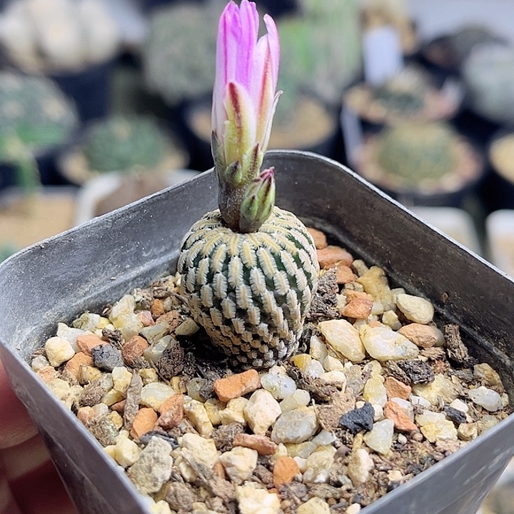 中筋粉精巧殿实生球