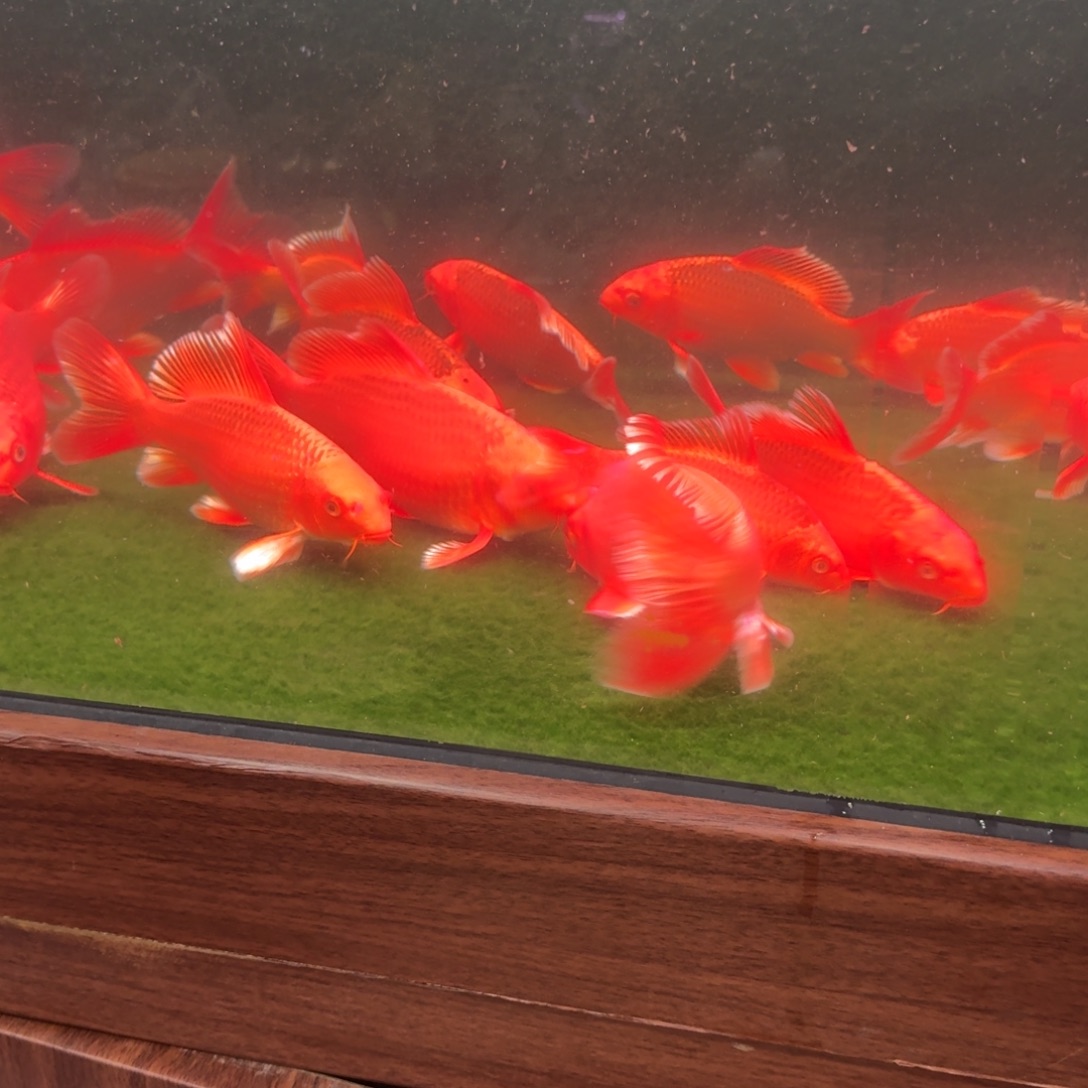 中国大陆红色蝴蝶鲤