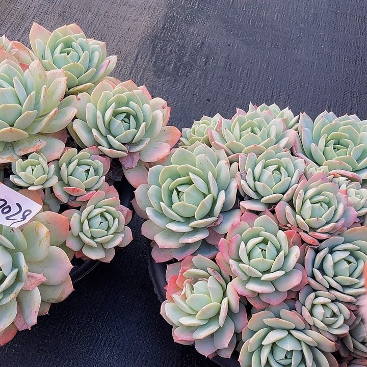 知**乐恋曲群7029