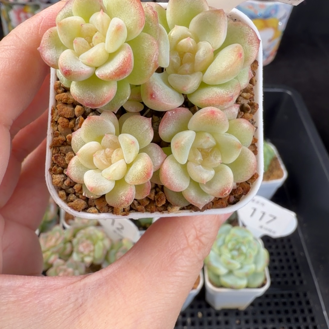 财富密码四头群120号