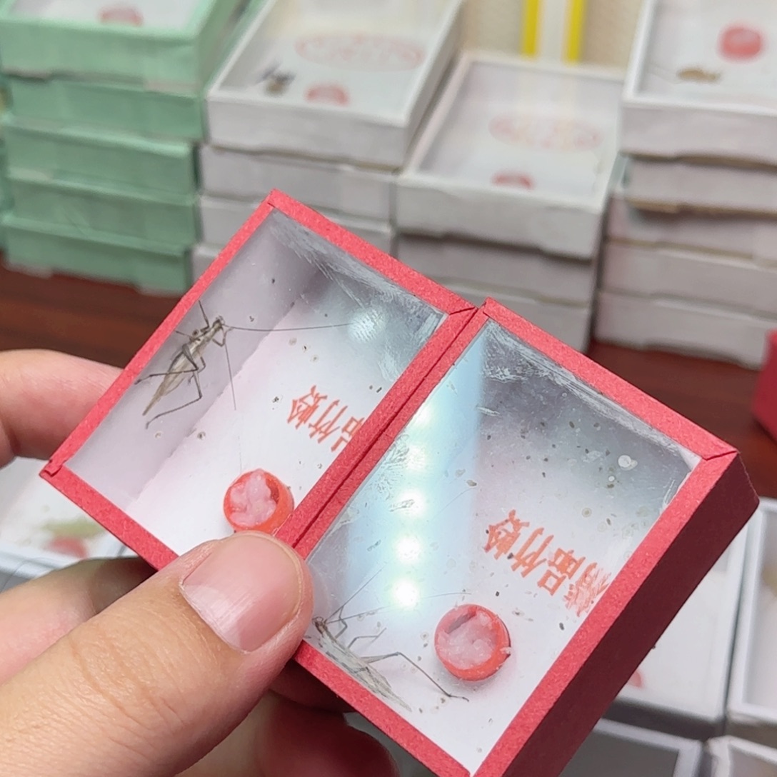 黑紫竹蛉2只       