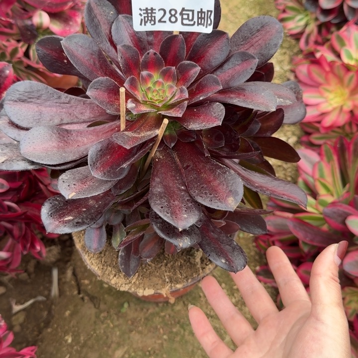 5514二号棚华纳多肉J