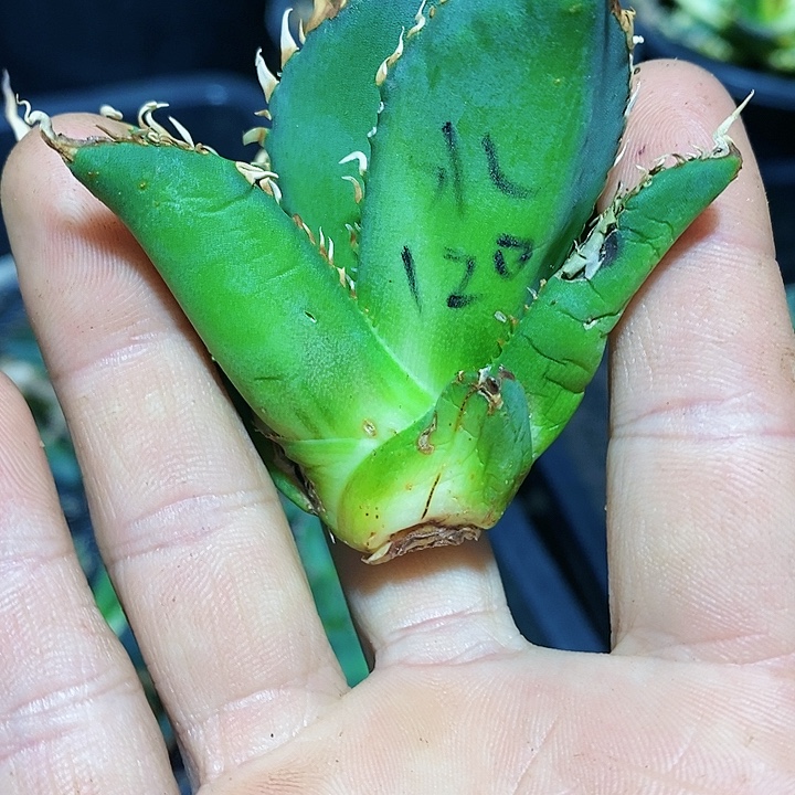 多肉植物龙蛇兰植物