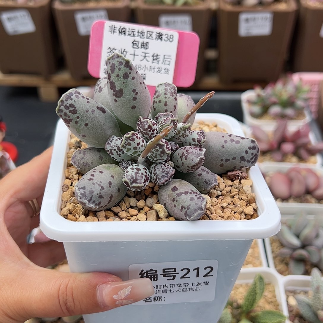 212白肌海豹多肉植物