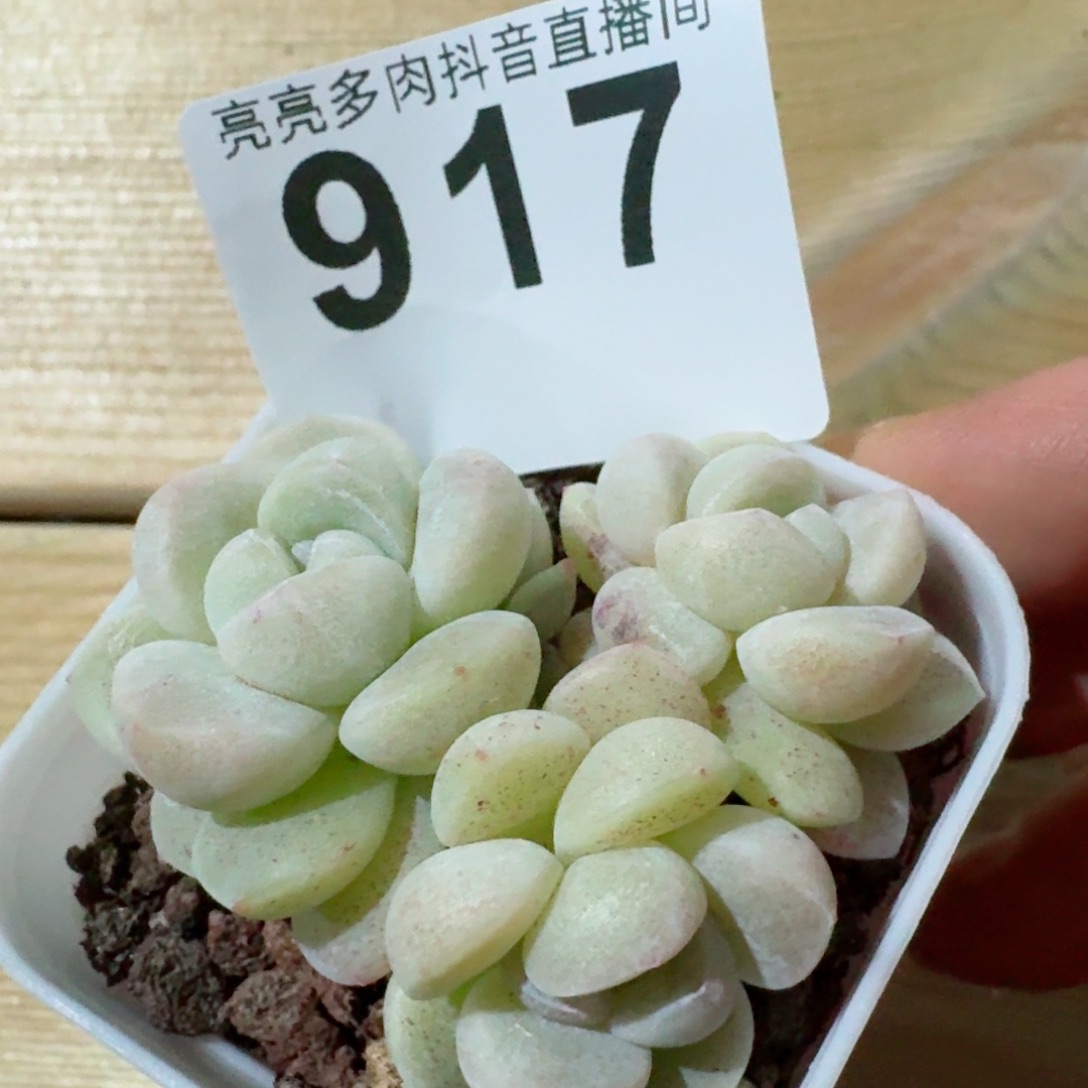 冰玉         精品多肉