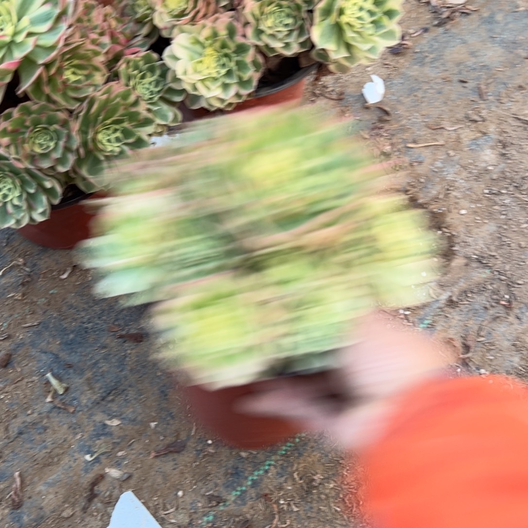 缘***分170两颗组合多肉植物