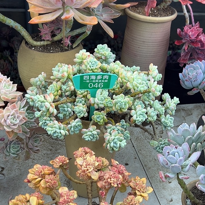 劳尔多肉植物群落046