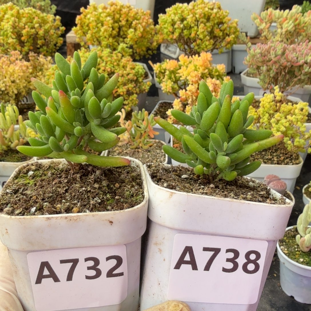 ****UA732 738香蕉枝干