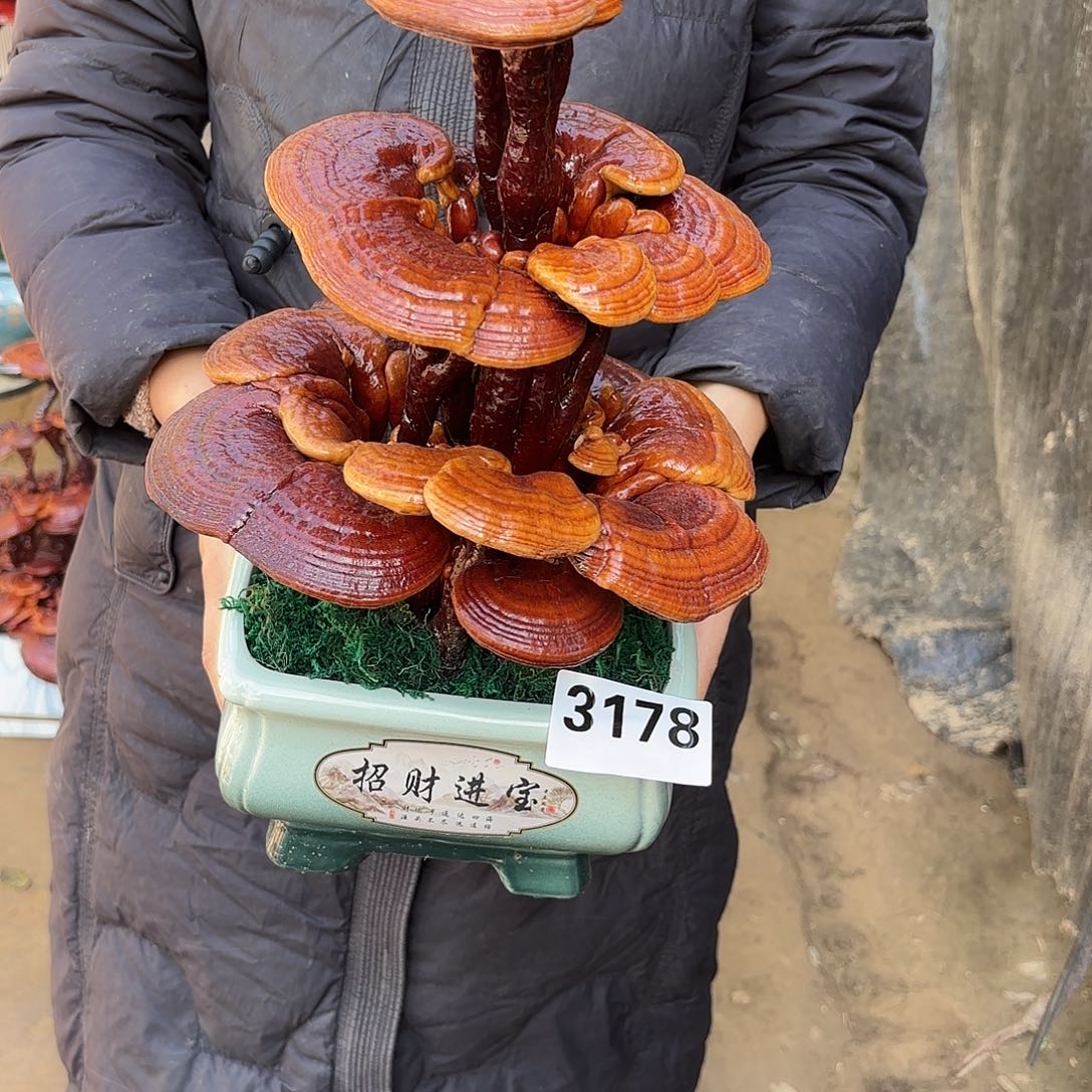 无花朵灵芝是我国著名植物