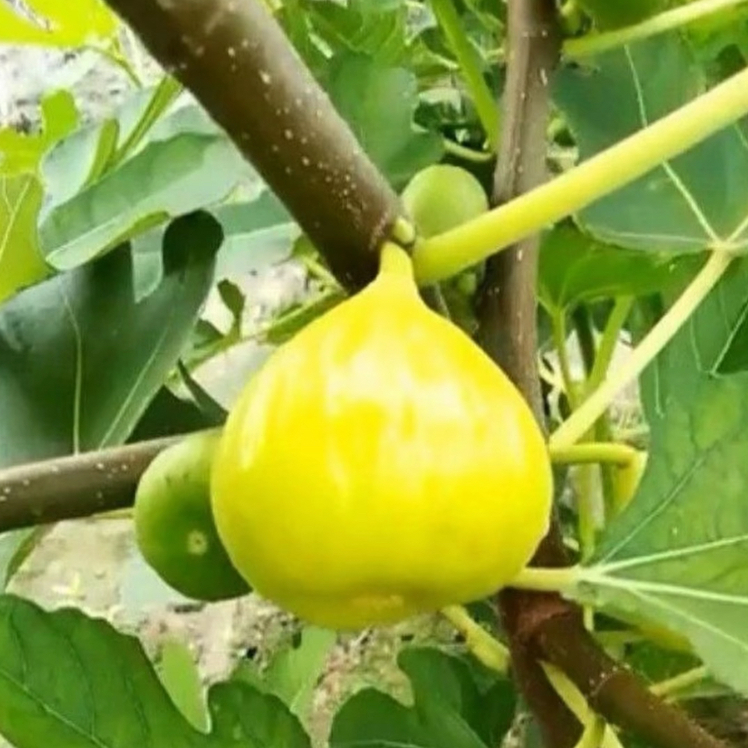 无花果树苗大芭斯特拉格莱斯彩虹哈代小波对版发货当年结果的树苗