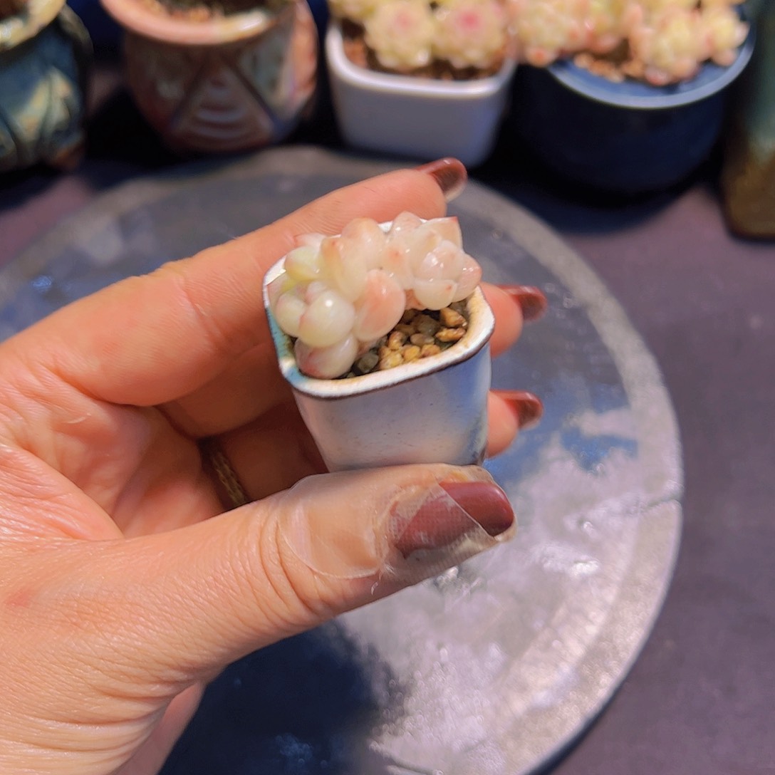 布**寳多肉植物，多肉植物，