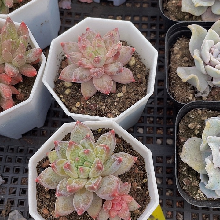 幻影美人带盆土发