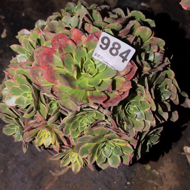 984多肉植物不售后