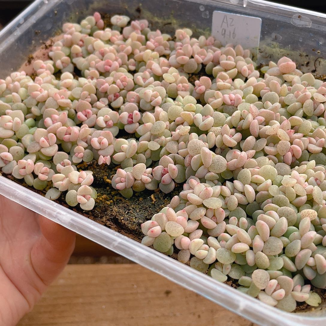 喜***肌多肉植物多肉植物1187