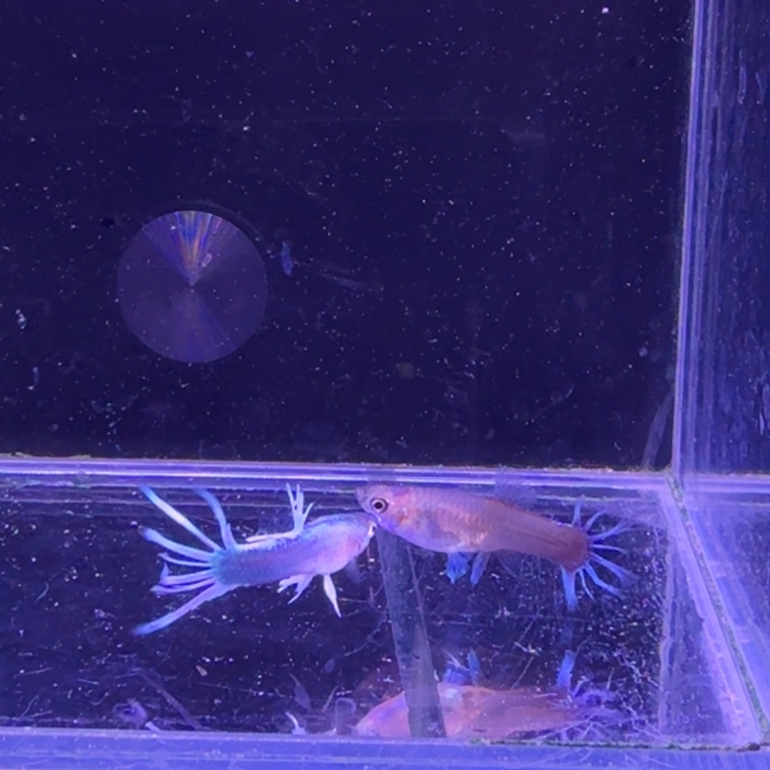 孔雀鱼黄礼服冠尾1对