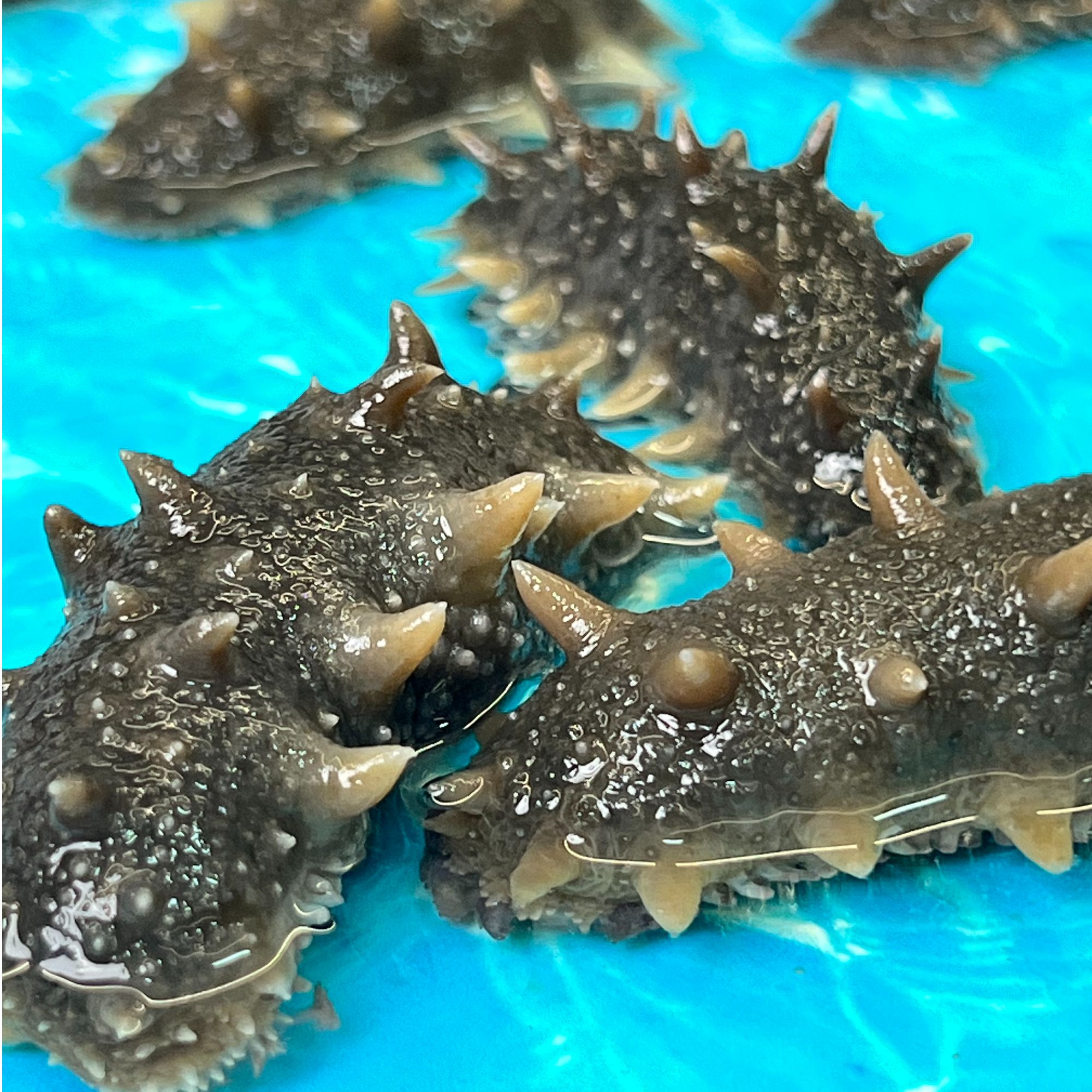 【3斤装】鲜食海参Q弹劲道大连海参辽刺参精品