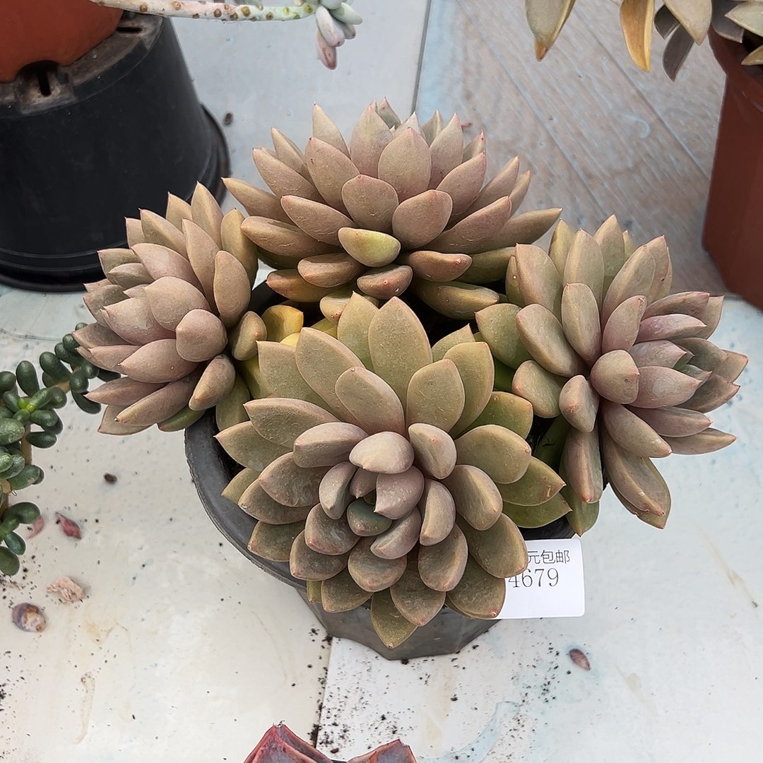 用***34679象牙多肉植物多肉