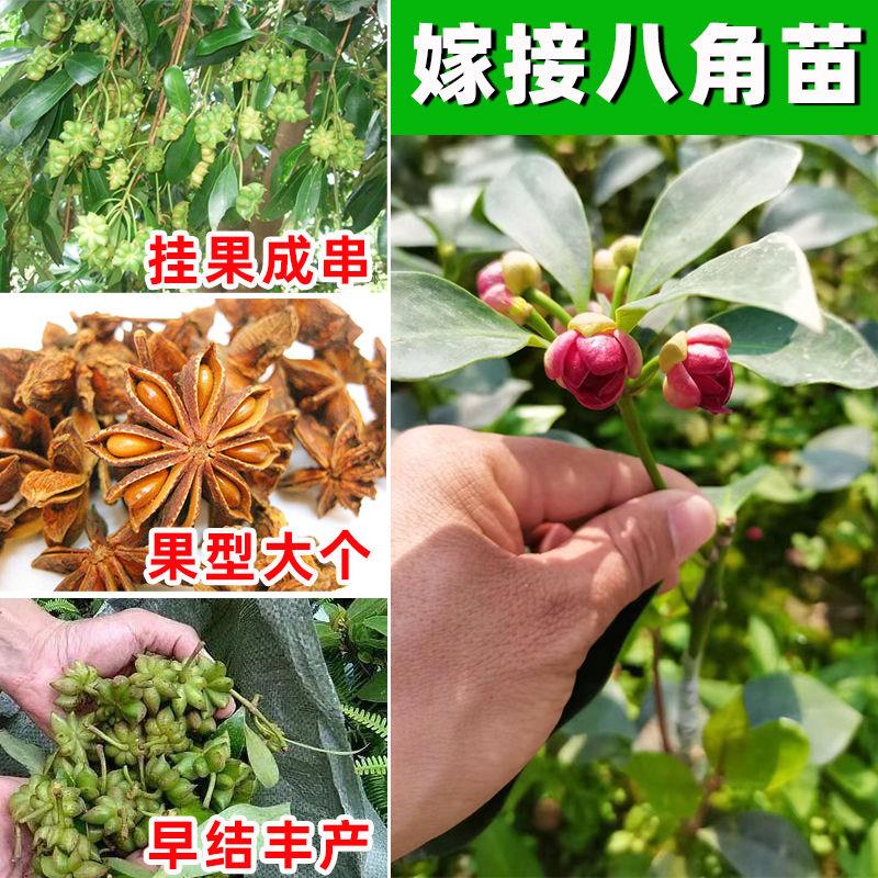 广西八角树苗嫁接八角苗高产大红色茴香料大杯苗带土叶发货当年结