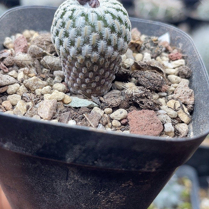 实生精巧殿一颗包邮