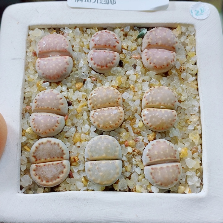 生石花花花花花花371