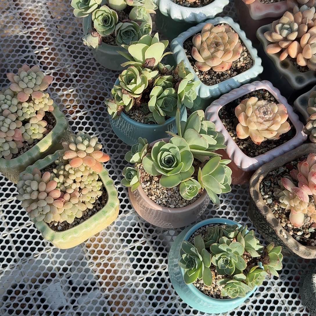 山地玫瑰带盆多肉植物