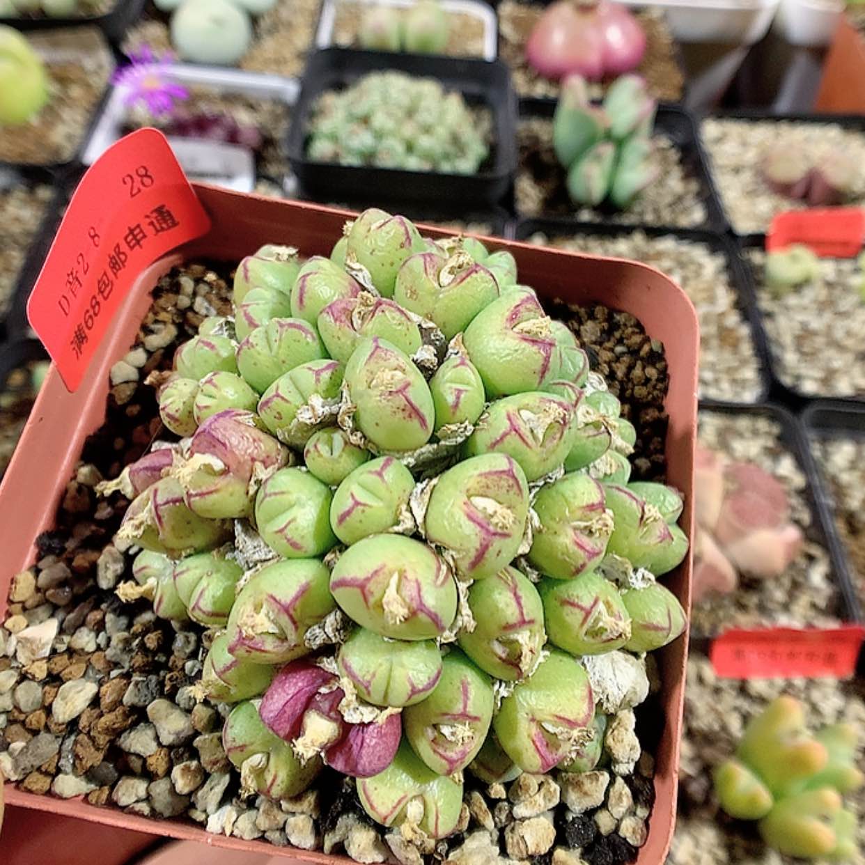 【闪购商品】2-8-28 L红嘴 28