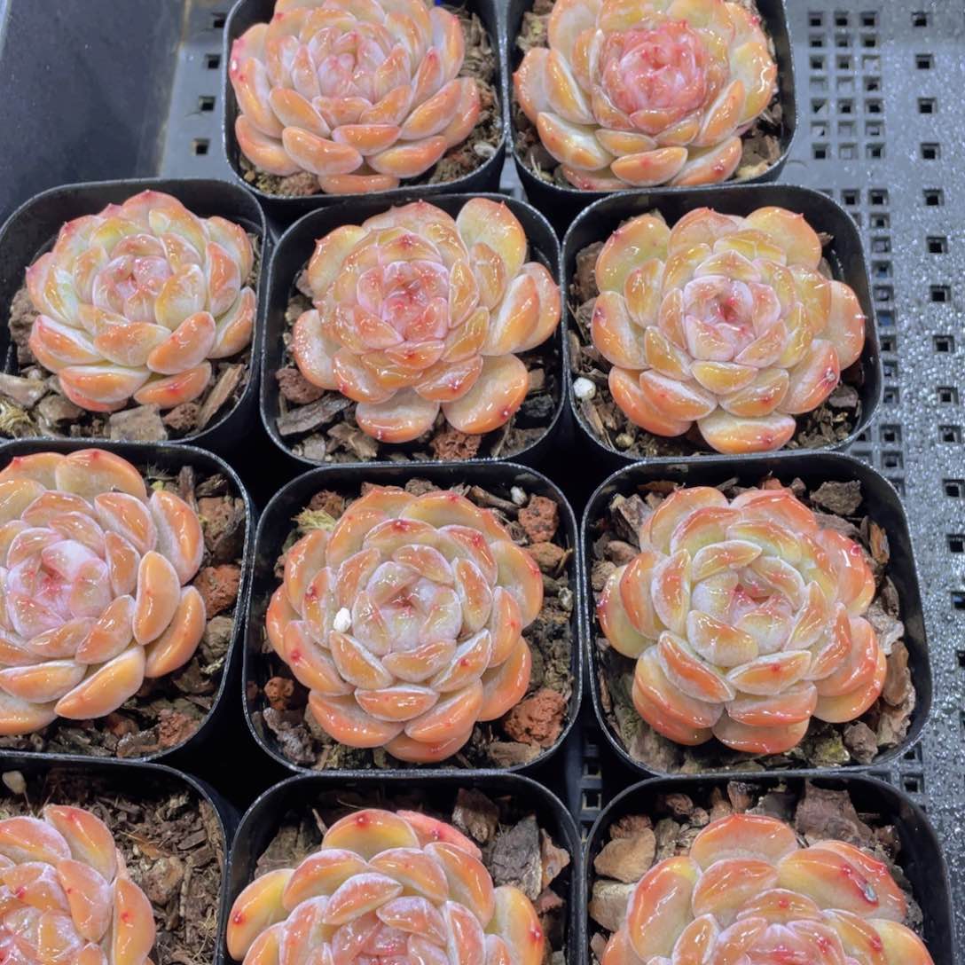 149号 全状态母本红色恋人单头一个