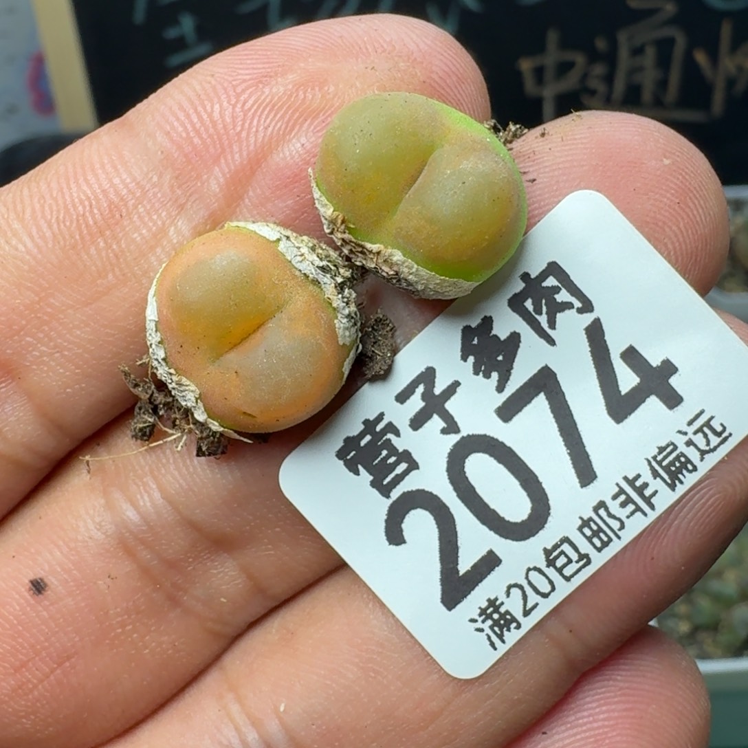 水蜜桃。                