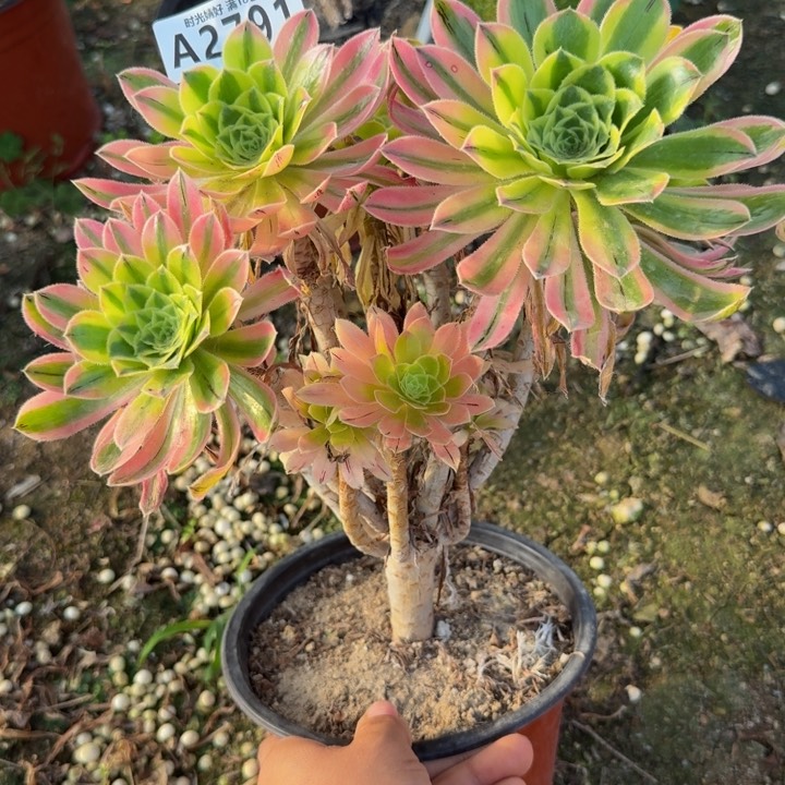 2791夕颜。多肉植物