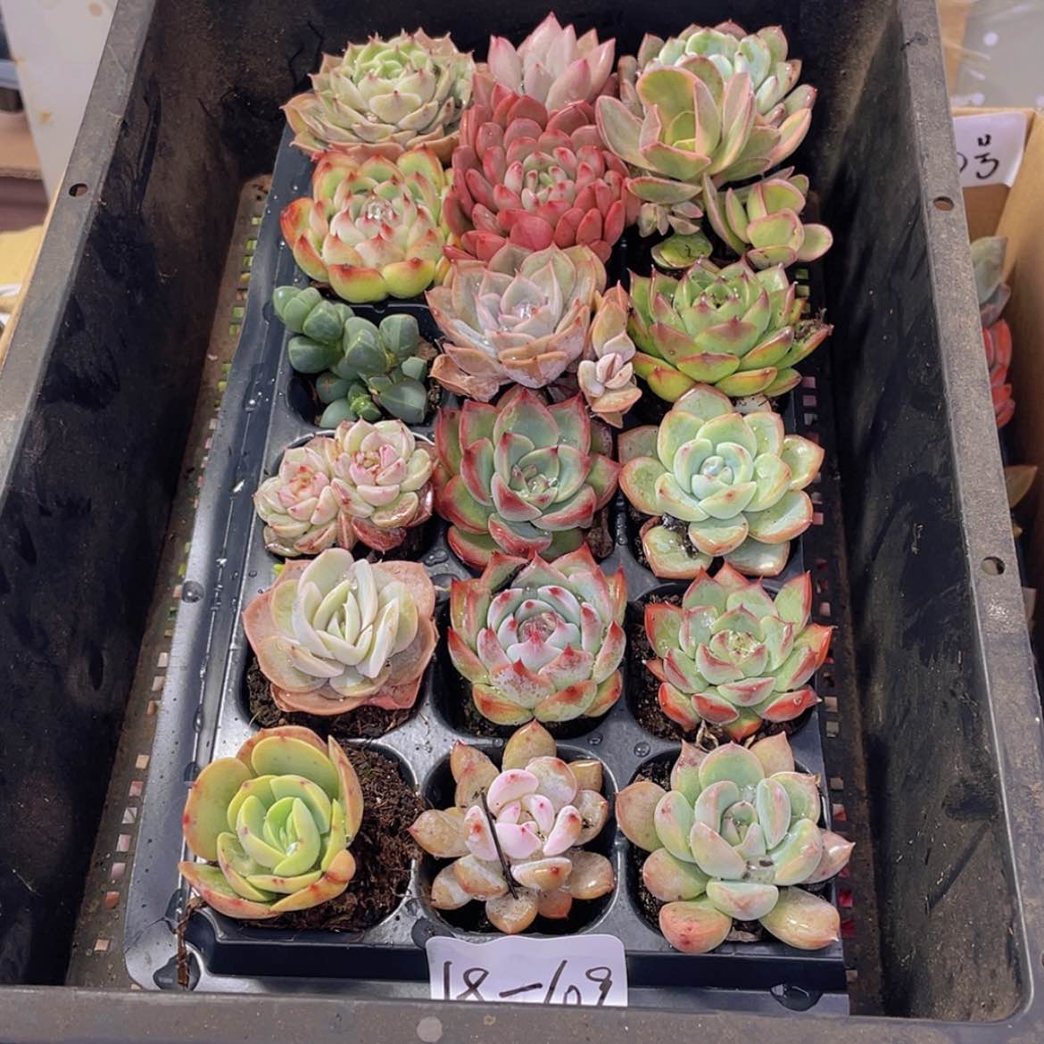 【闪购商品】18颗-109