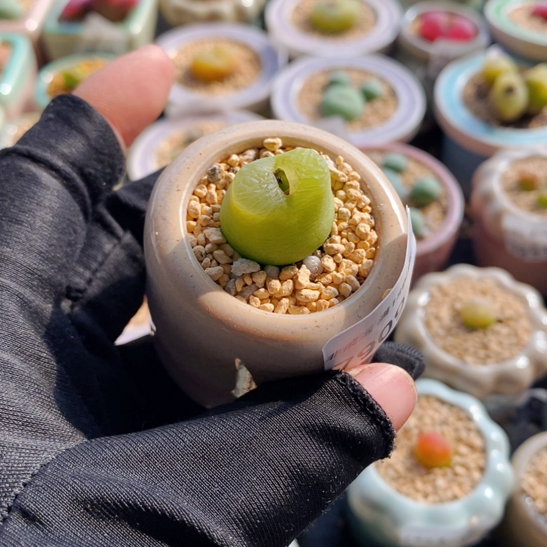 7909--一物一拍 带盆1798.79