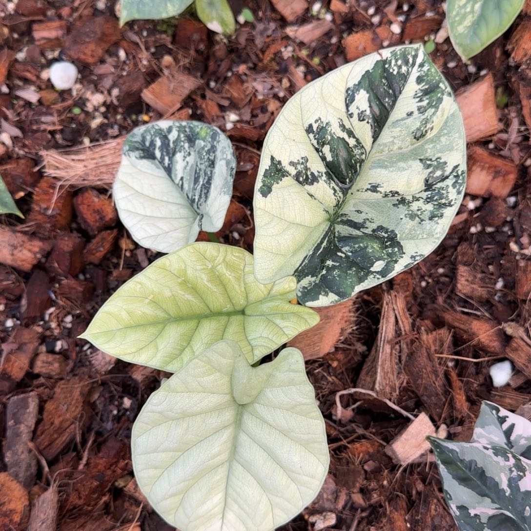 2-1201泰国发货波纹白锦海芋