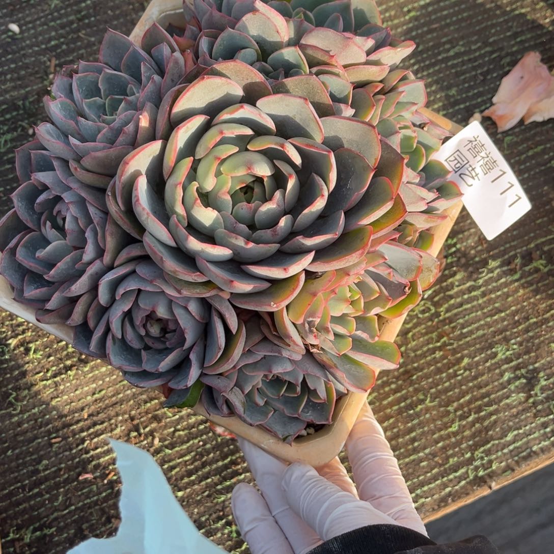 111赫拉手捧多肉植物