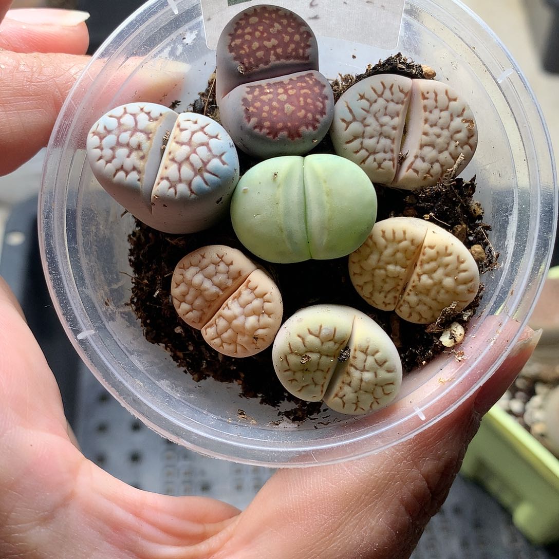 E280多肉植物保护研究所