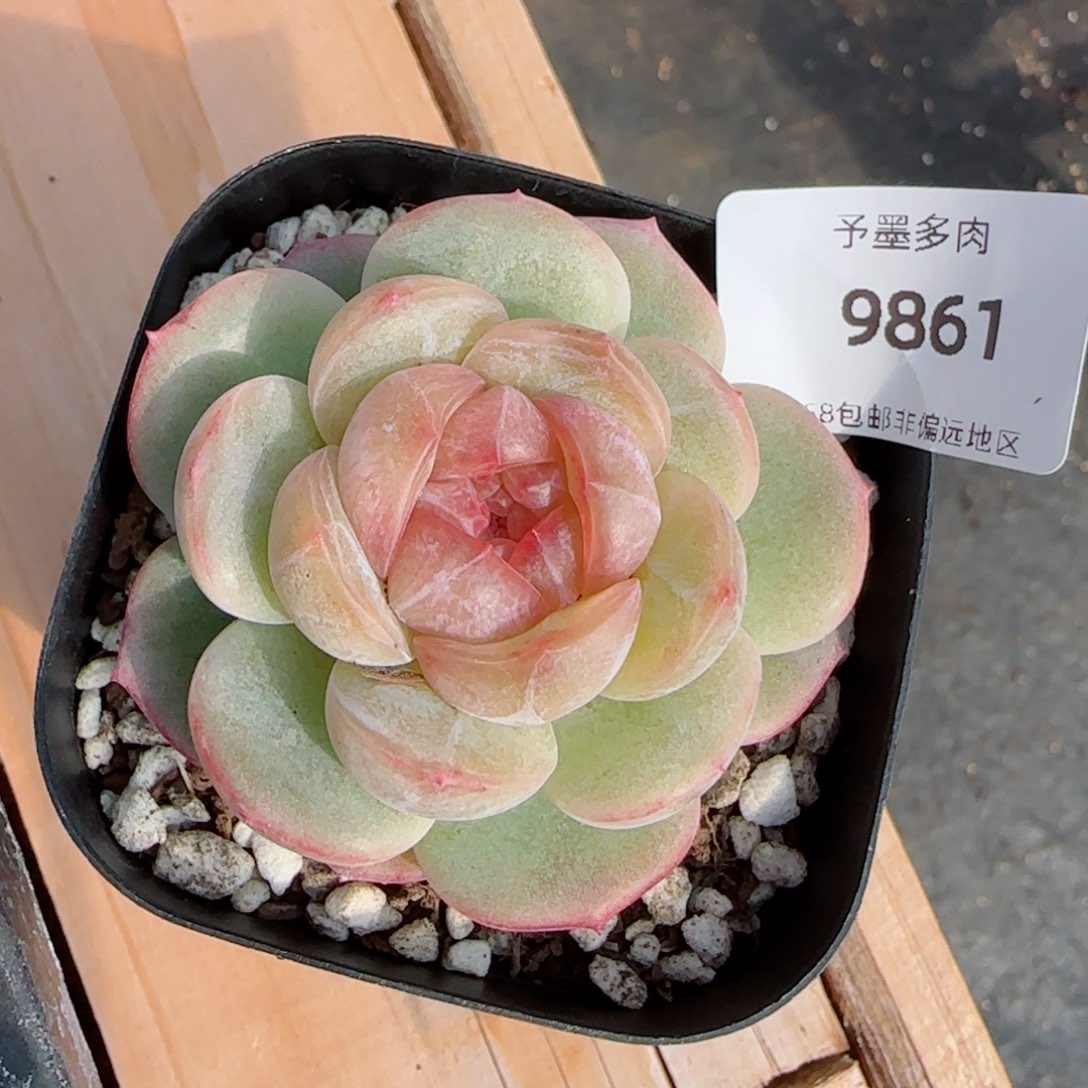 梨花珍妮9861多肉