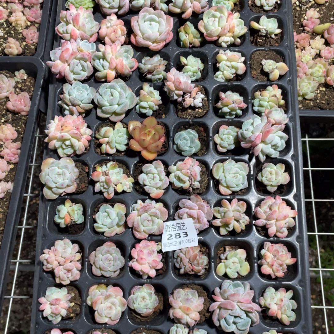 大杂烩一物一拍283…