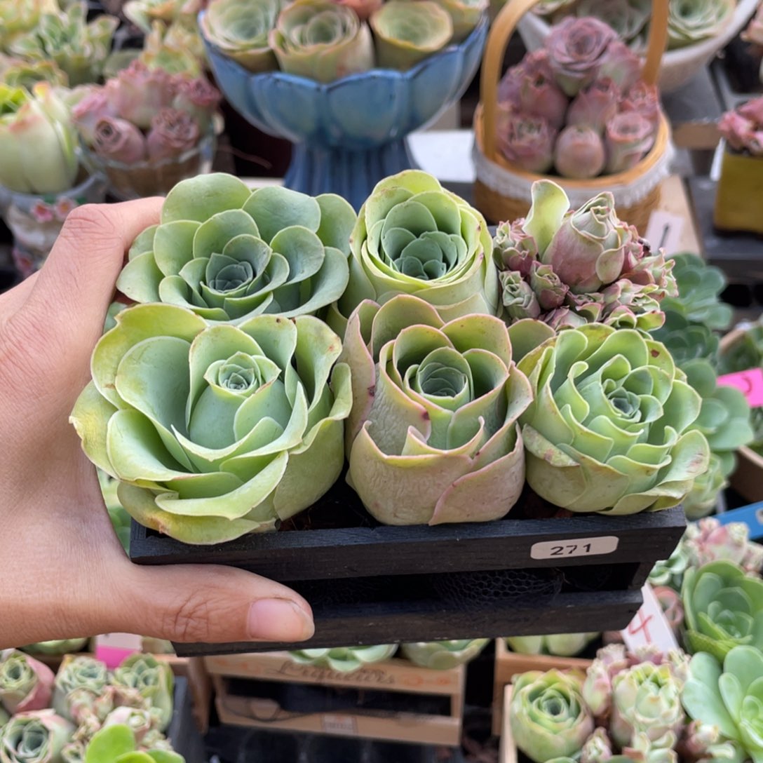 @***玥多肉植物山地玫瑰271木盒