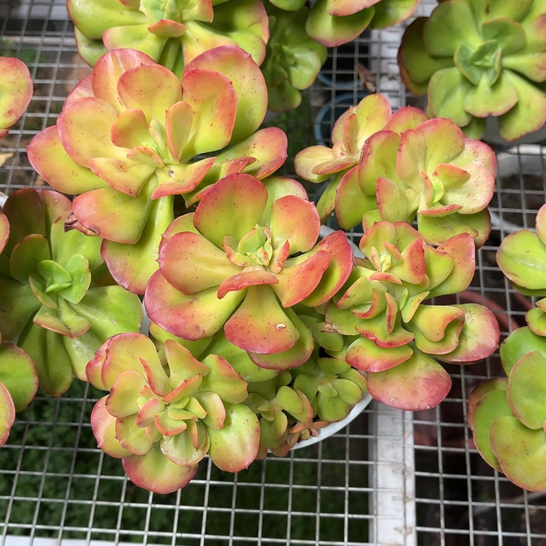 红梅大群老桩冠幅30㎝左右