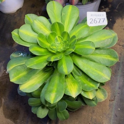 翡翠琉璃多肉2677