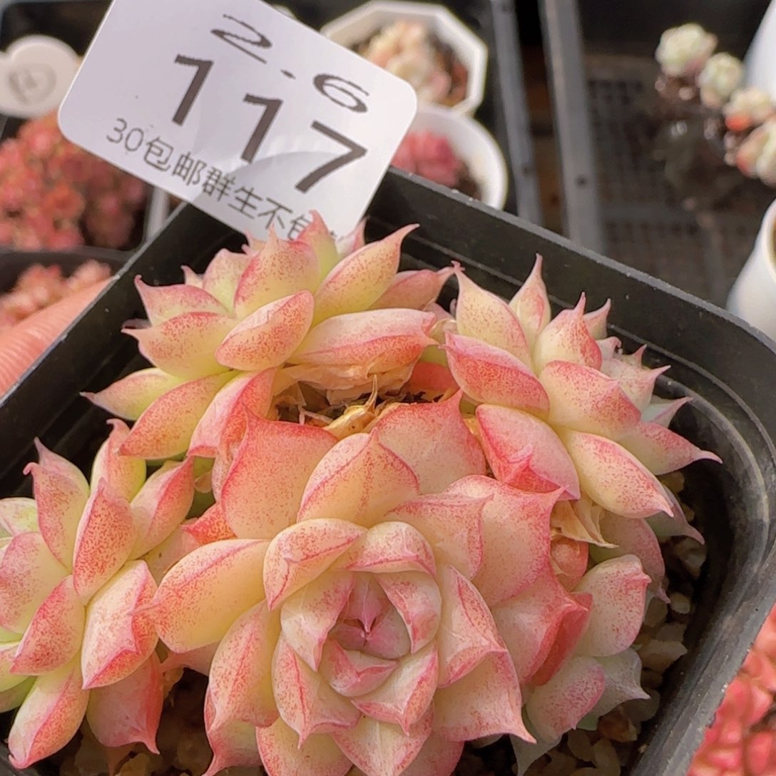 女王一颗脱土发货