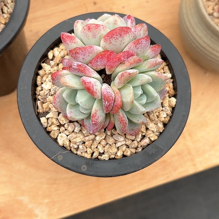 多肉植物，奶油冰玉