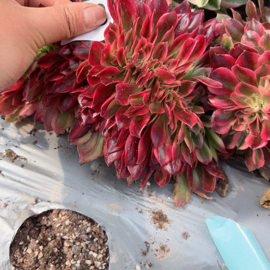 我7183 号多肉法师新年特价公主