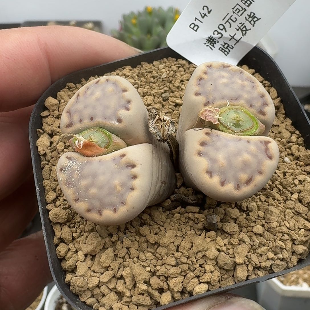 142多肉就哈哈哈哈哈哈哈哈