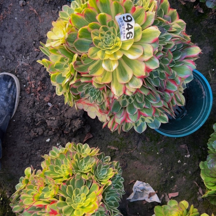 海王花27-15包邮花花