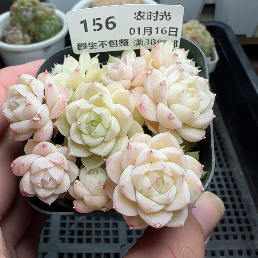 0116-156花朵麦秆