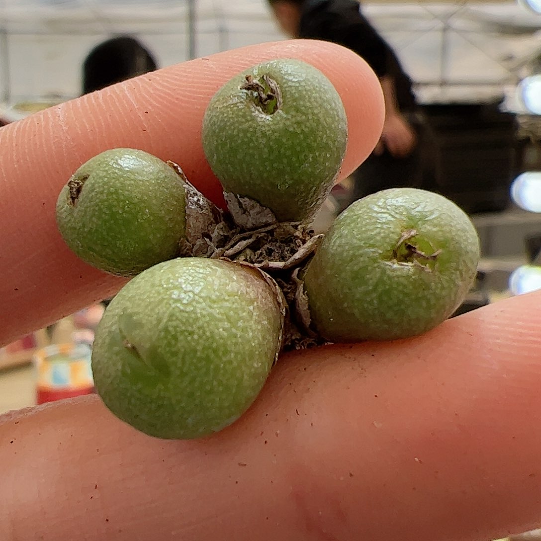 【闪购商品】290 福利