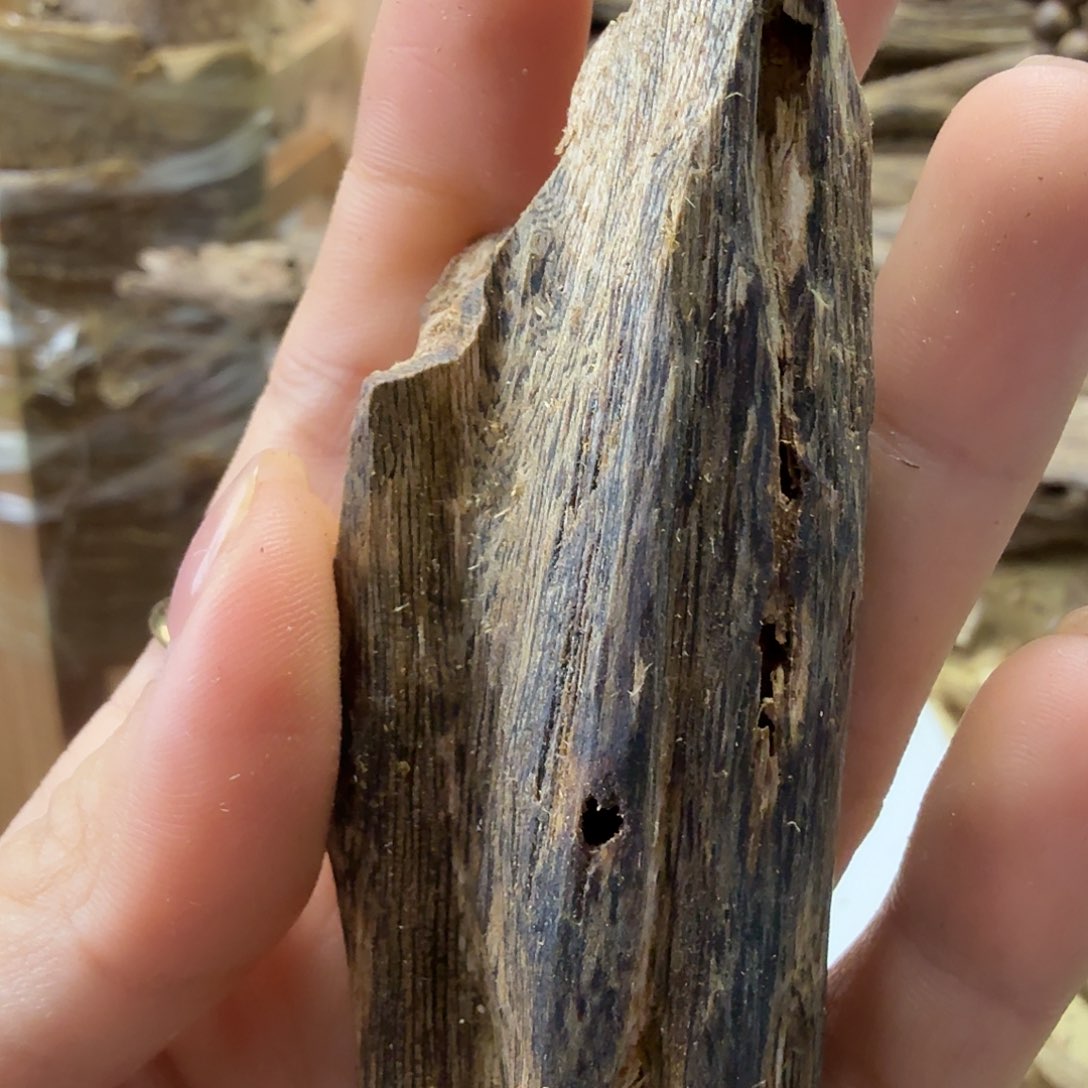 木绿奇楠虫漏20克